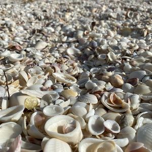 6 lbs of shells/sand reserved for Arizona mermaid